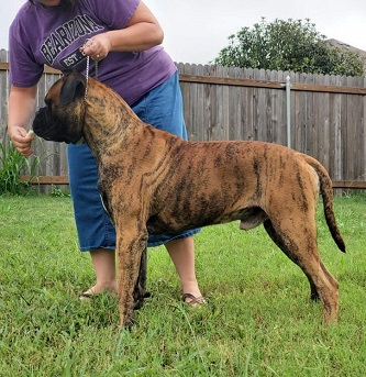 Brindle bullmastiff for store sale